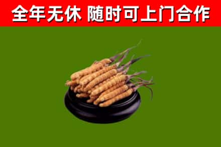 磐石回收冬虫夏草